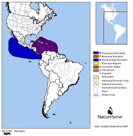 Piquero pardo (Brown Booby) Sula leucogaster