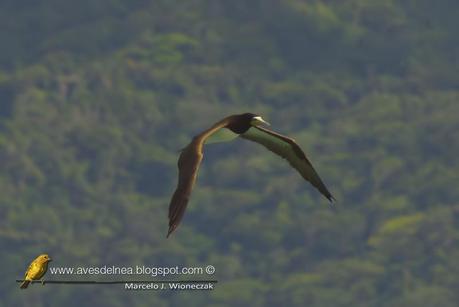 Piquero pardo (Brown Booby) Sula leucogaster