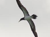 Piquero pardo (Brown Booby) Sula leucogaster