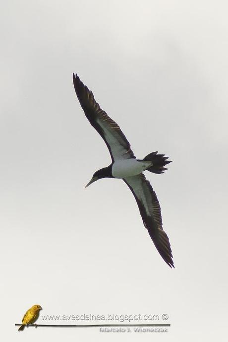 Piquero pardo (Brown Booby) Sula leucogaster