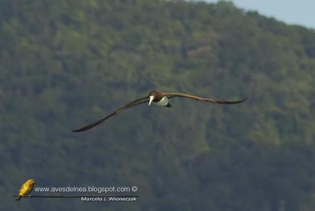 Piquero pardo (Brown Booby) Sula leucogaster