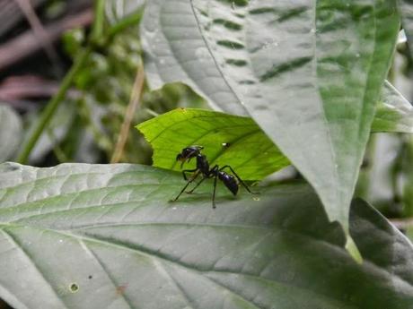 La comunidad de Carbón Dos y el Parque Nacional de Cahuita