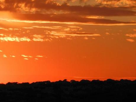 Atardecer entre encinas