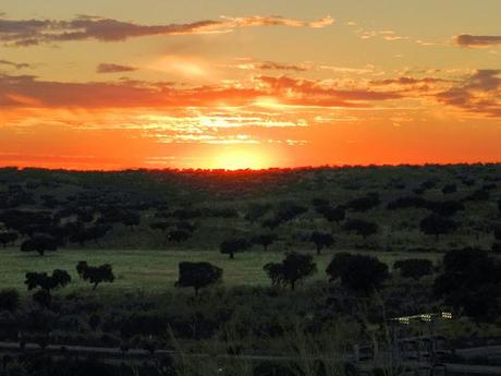 Atardecer entre encinas