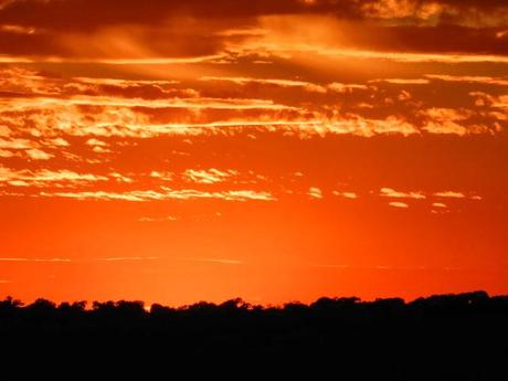 Atardecer entre encinas