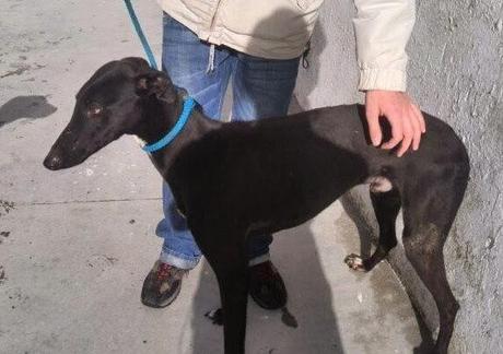 Moro, fecha de sacrificio el 9 de enero en la perrera de Badajoz.