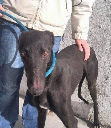 Moro, fecha de sacrificio el 9 de enero en la perrera de Badajoz.