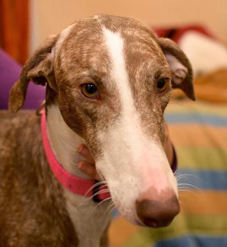 Audry , preciosa galga joven EN ADOPCIÓN. (SEVILLA).