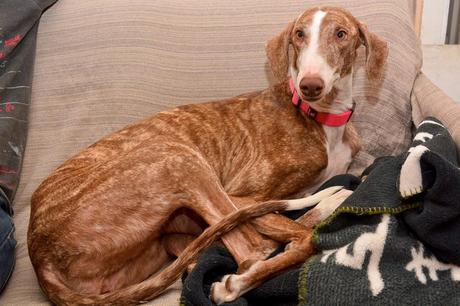 Audry , preciosa galga joven EN ADOPCIÓN. (SEVILLA).