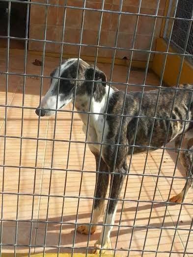 Duende, en los huesos y en la perrera. URGENTE ACOGIDA O ADOPCIÓN.