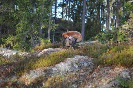 Un zorro y un perro jugando en los bosques de Noruega. 