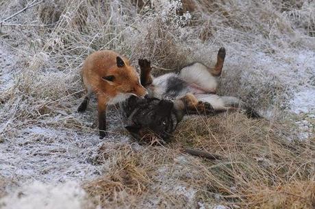 Un zorro y un perro jugando en los bosques de Noruega. 