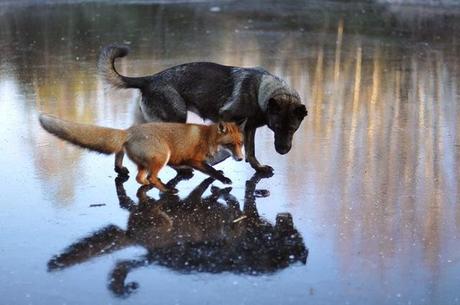 Un zorro y un perro jugando en los bosques de Noruega. 