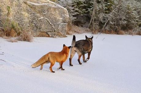 Un zorro y un perro jugando en los bosques de Noruega. 