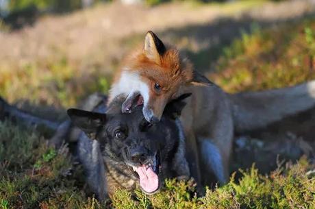 Un zorro y un perro jugando en los bosques de Noruega. 