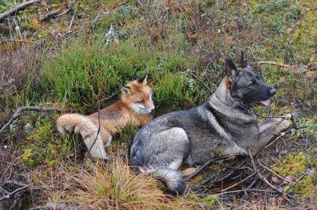 Un zorro y un perro jugando en los bosques de Noruega. 