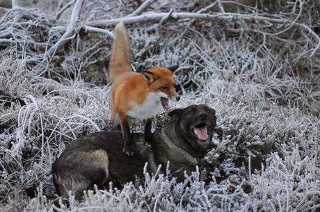 Un zorro y un perro jugando en los bosques de Noruega. 