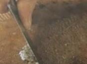 Como filetear pescados planos