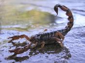 leyenda excorpión. Reflexión