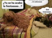 Estamos Agustito XXIV. Todos dias fiesta...