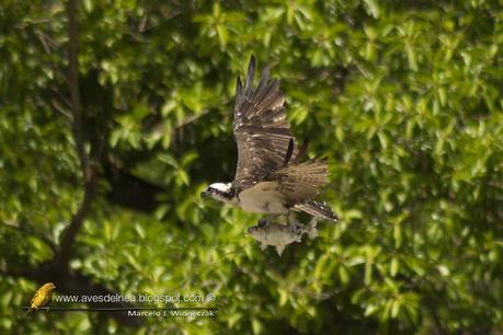 Águila pescadora (Osprey) Pandion haliaetus