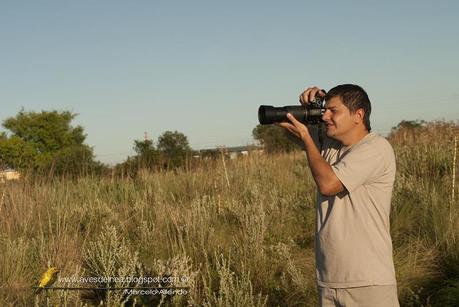 Halcón peregrino del Sur (Peregrine Falcon) Falco peregrinus cassini