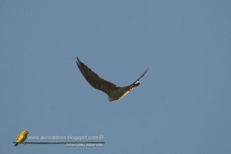Halcón peregrino del Sur (Peregrine Falcon) Falco peregrinus cassini