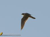 Halcón peregrino (Peregrine Falcon) Falco peregrinus cassini