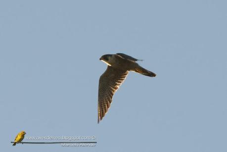 Halcón peregrino del Sur (Peregrine Falcon) Falco peregrinus cassini