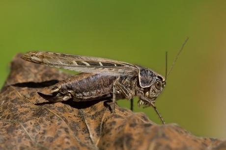 Para ampliar  Platycleis (Tessellana) tessellata (Charpentier, 1825) hacer clic