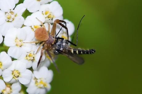 Para ampliar Thomisus onustus (Walckenaer, 1805) Araña cangrejo hacer clic