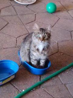 Blanquito, la Gorda y Tomy,los gatos de Paola (Chile)