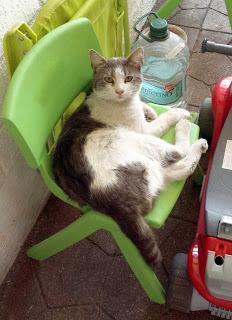 Blanquito, la Gorda y Tomy,los gatos de Paola (Chile)