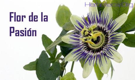 Propiedades Curativas de la Flor de la pasión