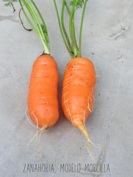 zanahoriamorcilla