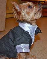 mascota vestida de boda