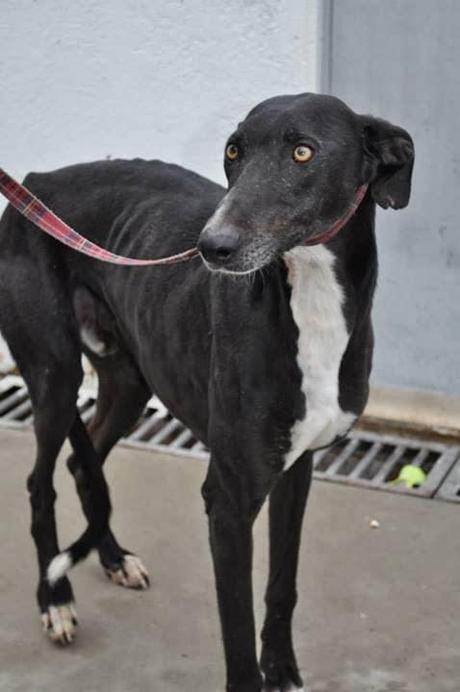 La perrera se satura con perros que podrían ser sacrificados este jueves. (Badajoz)
