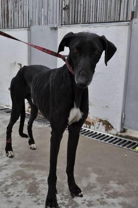 La perrera se satura con perros que podrían ser sacrificados este jueves. (Badajoz)