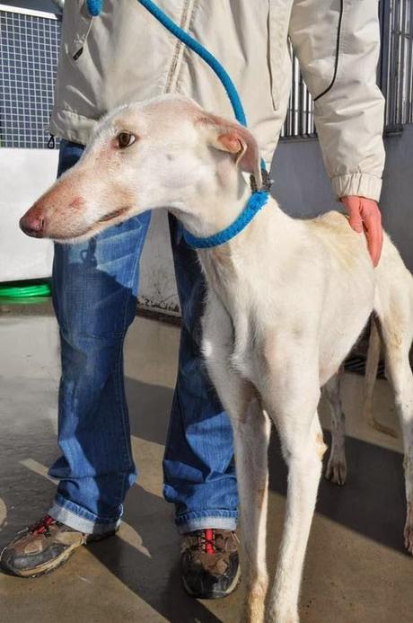 La perrera se satura con perros que podrían ser sacrificados este jueves. (Badajoz)