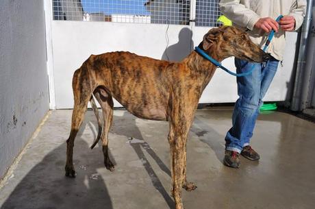 La perrera se satura con perros que podrían ser sacrificados este jueves. (Badajoz)