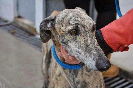 La perrera se satura con perros que podrían ser sacrificados este jueves. (Badajoz)