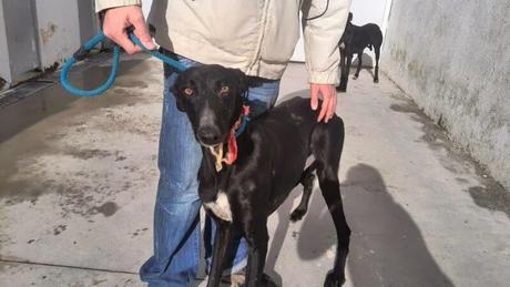 La perrera se satura con perros que podrían ser sacrificados este jueves. (Badajoz)