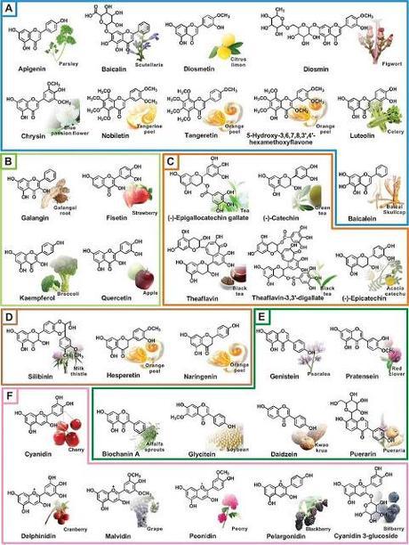 LOS POLIFENOLES, EN BOCA DE TODOS; por Alicia Julibert