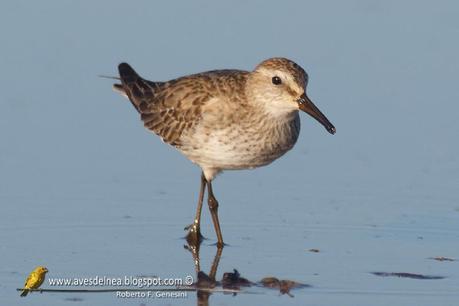 Playerito rabadilla blanca (White-rumped Sandpiper) Calidris fuscicollis