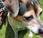 ¿Por lamen perros?