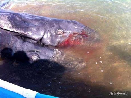 ballenato con dos cabezas en Baja California