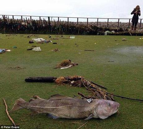 Aparece un enorme bacalao en un campo de golf de Gales