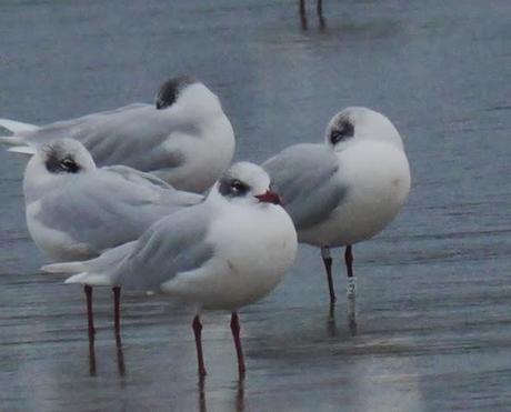 Cabecinegras de vacaciones: belgas y francesas