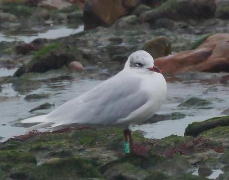 Cabecinegras de vacaciones: belgas y francesas