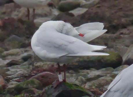 Cabecinegras de vacaciones: belgas y francesas